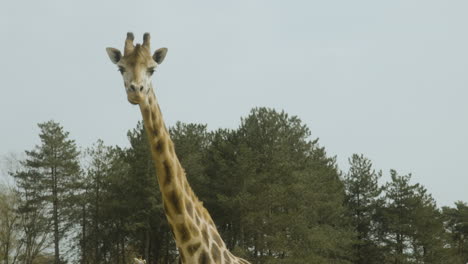 Eine-Giraffe,-Die-Mitten-Auf-Einem-Feld-Ihre-Umgebung-Beobachtet