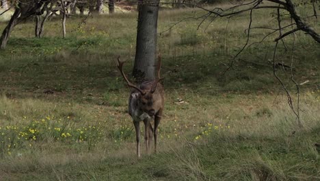 Rutting-fallow-deer-in-the-forest-is-fleming