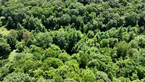 Eine-Luftaufnahme-Der-Schönen-Grünen-Wälder-Im-Nördlichen-Pennsylvania-In-Den-Appalachenausläufern