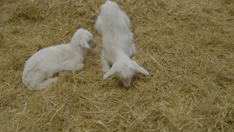 Two-baby-goats-laying-and-relaxing-on-hay-in-a-farm