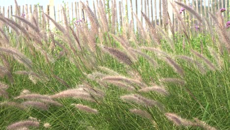 A-beautiful-background-of-ornamental-grasses-blowing-in-the-wind-with-a-fence-in-the-background