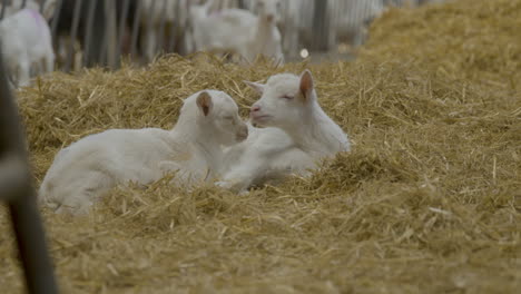 A-pair-of-baby-goats-waking-up-in-a-nest-of-hay