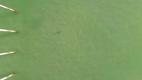 Top-down-aerial-view-of-a-lone-shark-swimming-close-to-a-wooden-pier-on-the-shore