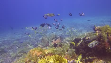 Schwärme-Von-Süßlippen-Mit-Schrägen-Bändern-Zwischen-Korallen-Im-Komodo-Nationalpark,-Indonesien