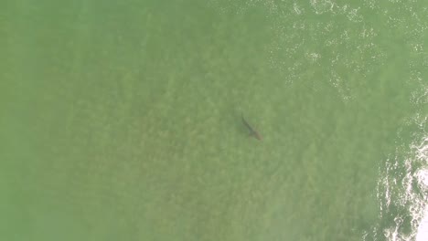 Top-down-aerial-view-of-a-lone-shark-swimming-in-shallow-ocean-waters