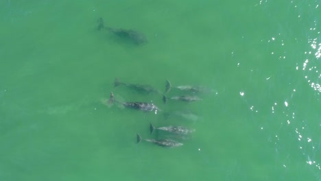 Aerial-birdseye-drone-view-following-a-group-of-dolphins,-pooping,-releasing-feces-or-excrement,-in-clear-blue-or-turquoise-sea,-in-the-atlantic-ocean,-near-Emerald-isle,-in-North-Carolina