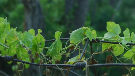 Close-up-of-ivy-growing-on-a-decaying-wire-fence,-camera-tracking-alongside-the-fence.