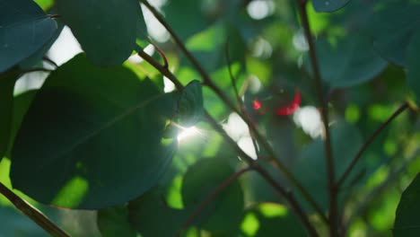 LENS-FLARES,-DOF,-SLOW-MOTION:-Sun-beams-shining-through-leaves-with-abstract-bokeh-and-lens-flares-in-slow-motion,-floating-camera