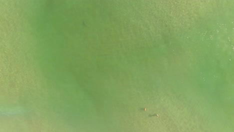 Danger,-Shark-In-The-Emerald-Waters-Near-Two-Swimmers,-Aerial-Shot-Over-The-Ocean