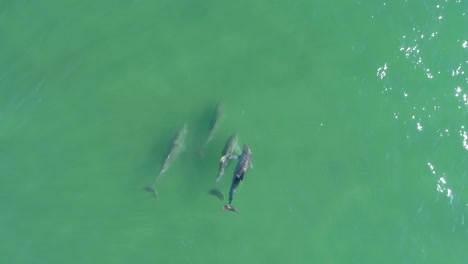 Aerial-descending-drone-view-following-a-group-of-dolphins,-swimming-in-clear-blue-or-turquoise-sea,-on-a-sunny-day,-in-the-atlantic-ocean,-just-outside-the-coast-Emerald-isle,-in-North-Carolina