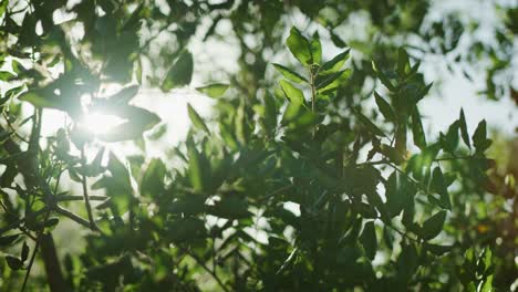 Tree-branches-backlit-by-the-sun-with-shallow-focus-and-lens-flares-in-slow-motion