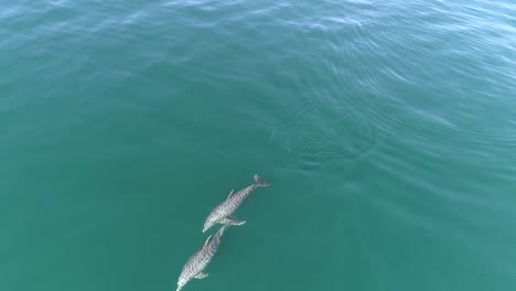 Pair-of-Dolphins-surfacing