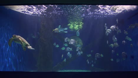 Die-Schildkrötenausstellung-Des-Virginia-Beach-Aquariums