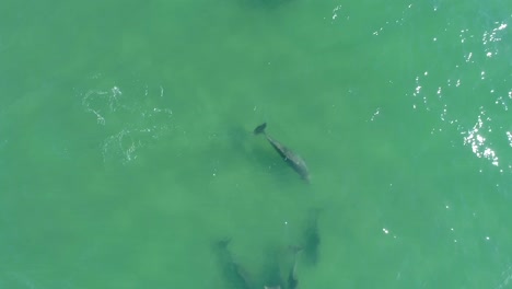 Aerial-drone-view-following-a-group-of-dolphins,-swimming-in-clear-blue-or-turquoise-sea,-on-a-sunny-day,-in-the-atlantic-ocean,-just-outside-the-coast-Emerald-isle,-in-North-Carolina