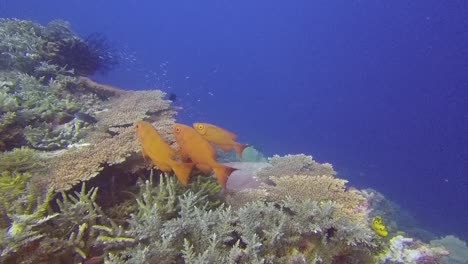 Tauchvideo-Von-3-Crescent-Tail-Bigeye-Unter-Korallen-Im-Komodo-National-Park,-Indonesien