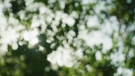 Trees-backlit-by-the-sun-racking-in-and-out-of-focus-with-circular-bokeh-in-slow-motion