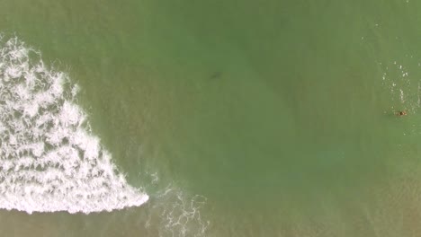 Top-down-aerial-view-of-a-lone-shark-approaching-a-couple-swimmers-near-the-ocean-shore