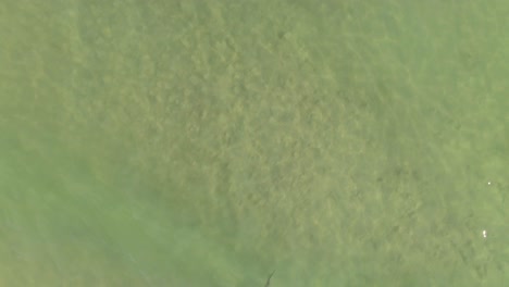 Top-down-aerial-view-of-a-shark-swimming-in-shallow-ocean-waters