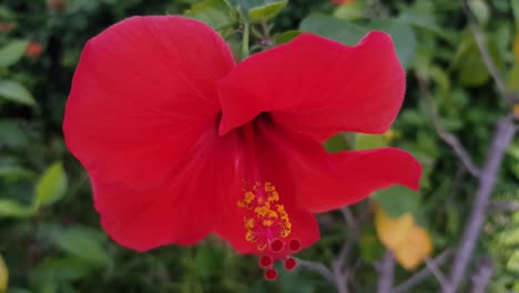 Close-up-shot-of-red-hibiscus-flower-moving-in-the-breeze