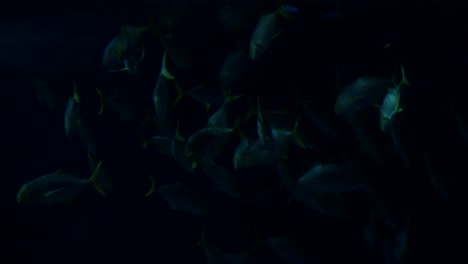 Thunfischschwarm-In-Einem-Großen-Aquarium