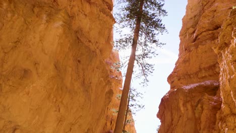 árbol-En-Formación-De-Rocas-Rojas-Y-Nieve-Cerca-De-Bryce-Canyon-En-El-Sur-De-Utah