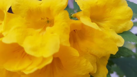 Close-up-shot-of-Yellow-Bells-in-the-breeze