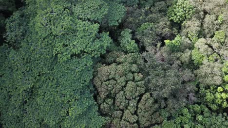 Dron-Lento-Volando-Sobre-La-Selva-Tropical-En-Hawaii-Y-Panoramizando-Para-Revelar-Una-Hermosa-Cascada