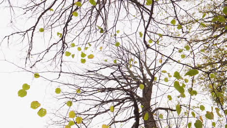 Stetige-Bewegung-Um-Einen-Baum-Ohne-Blätter-Im-Winter