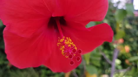 Close-up-shot-of-red-hibiscus-flower-moving-in-the-breeze