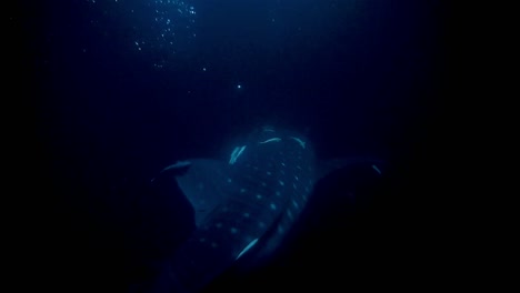 Tiburón-Ballena-Con-Remoras-Buceando-En-Lo-Profundo-De-La-Noche,-Océano-índico,-Maldivas,-Asia