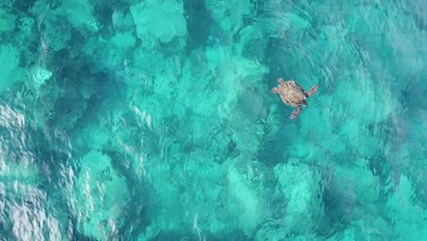 Wild-sea-turtle-swimming-in-ocean-in-Kauai,-Hawaii