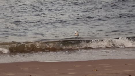 Floating-seagull-in-the-sea-next-to-the-beach-shore-line-on-an-autumn,-chilly-cold-day