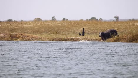 Hippos-diving-in-the-waters-of-the-Chobe-River,-Botswana