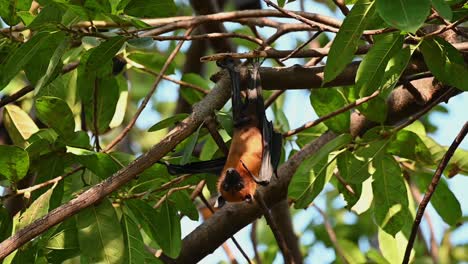 Lyle's-Flying-Fox-or-Pteropus-lyleior,-stares-down-and-moves-its-head-to-the-right-looking-up-with-leaves-and-branches-as-background
