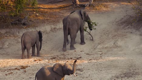 Elephant-carrying-a-tree-trunk-and-its-calves