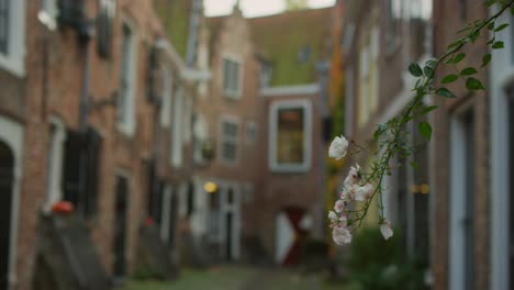 A-focus-pull-from-a-flower-to-the-historical-street-and-gate-Kuiperspoort-in-Middelburg