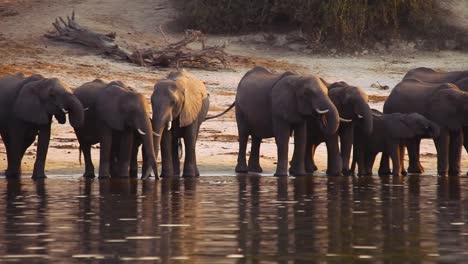Schöne-Szene-Von-Elefanten,-Die-Zur-Goldenen-Stunde-Wasser-Trinken