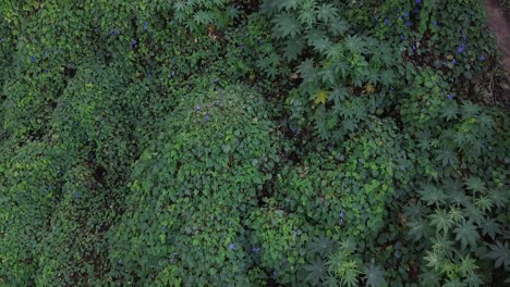 Bird's-eye-view-flying-close-over-the-tops-of-lush-green-leafy-bushes