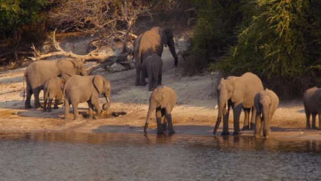 Elefantes-En-La-Orilla-Del-Río-Bebiendo-Y-Cavando-Agujeros-En-El-Barro