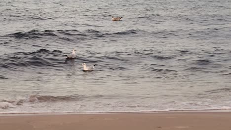 Floating-seagull-on-the-sea-waves,-next-to-the-beach-shore-line-on-an-autumn,-chilly-cold-day