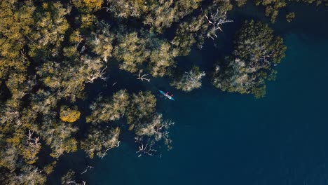 Kayaking-in-between-Mangrove-on-a-Sunny-Day,-Aerial-Zoom-Out