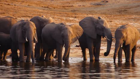 Una-Familia-De-Elefantes-Bebiendo-Agua-Del-Río-Chobe-En-Botswana