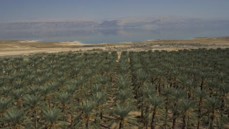 Aerial,-date-palm-plantation-in-arid-landscape,-calm-glassy-lake-in-background