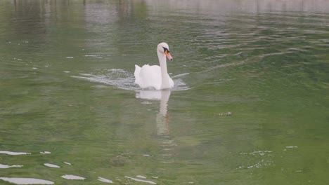 Dos-Cisnes-Blancos-Nadan-En-El-Lago-Con-Agua-Verde-Bajo-El-Paisaje-De-La-Luz-Del-Sol