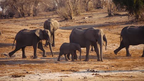 Una-Familia-De-Elefantes-Caminando-Juntos-En-Botswana