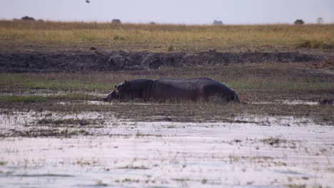 Hippopotamus-walking-in-slow-motion-in-chobe-river,-Botswana