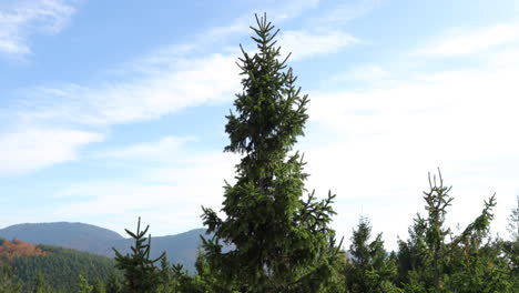 View-of-a-spruce-tree-crown-during-strong-wind-when-the-tree-bends-to-the-sides-in-background-of-a-blue-sky-with-clouds-in-the-Beskids-Area-during-a-windy-sunny-day-in-Radhost-Pustevny-area-4k-60fps