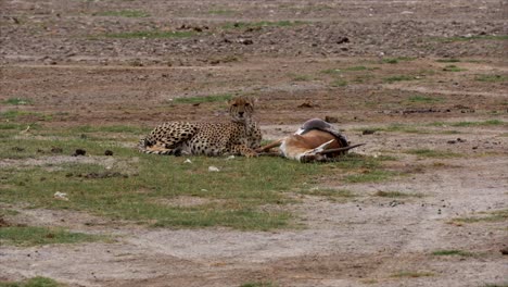 Cheetah-with-impala-kill-in-Amboseli-National-Park