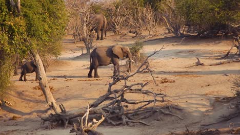 Elefant,-Der-In-Zeitlupe-Zwischen-Büschen-In-Der-Savanne-Von-Botswana-Spaziert