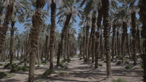 Dolly-between-rows-of-date-palm-trees-in-plantation-in-middle-east,-wide-shot
